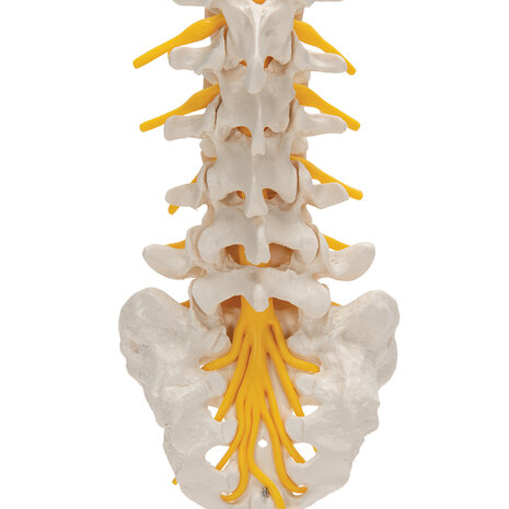 Anatomie model lumbale wervelkolom, 34 cm