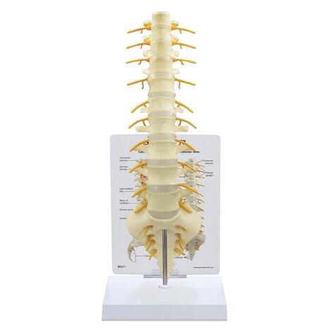 Anatomie model wervelkolom T8 t/m heiligbeen/staartbeen