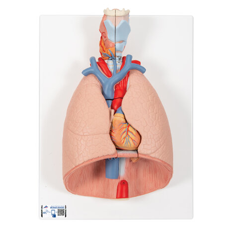 Anatomie model longen, hart en strottenhoofd (7-delig, 41x31x12 cm)