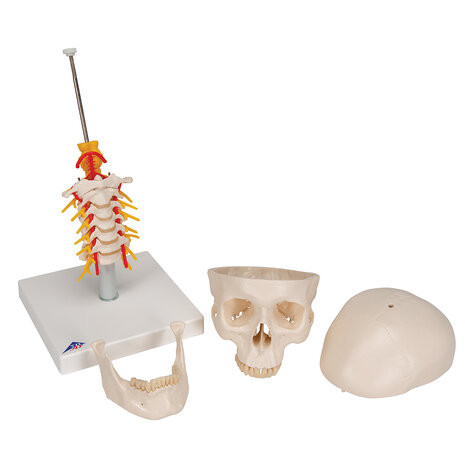 Anatomie model schedel met cervicale wervelkolom, 4-delig