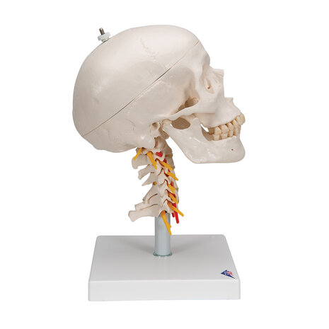 Anatomie model schedel met cervicale wervelkolom, 4-delig