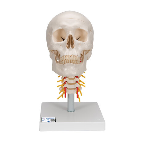 Anatomie model schedel met cervicale wervelkolom, 4-delig