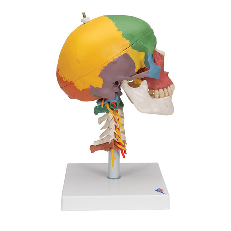 Anatomie model schedel met cervicale wervelkolom, gekleurd, 4-delig