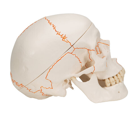 Anatomie model schedel, 3-delig