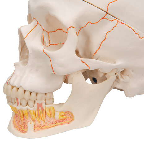 Anatomie model schedel met open onderkaak, 3-delig