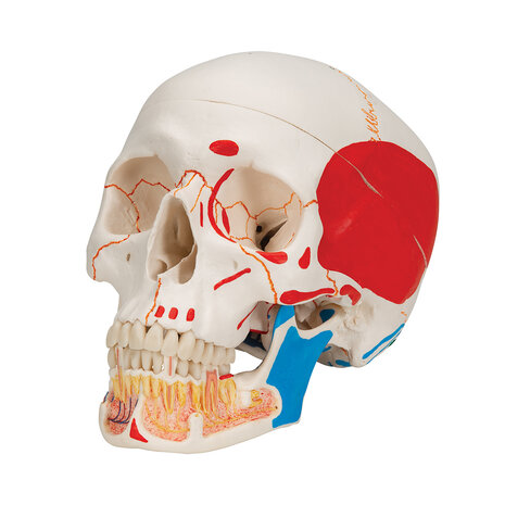 Anatomie model schedel met open onderkaak en spieren, 3-delig