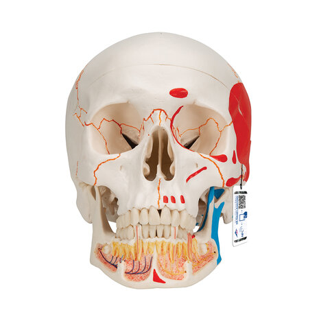 Anatomie model schedel met open onderkaak en spieren, 3-delig