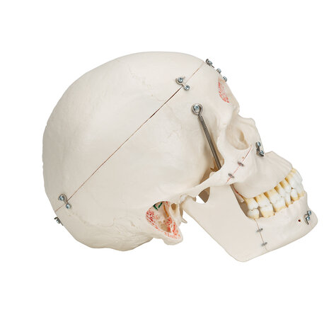 Anatomie model schedel deluxe, 10-delig