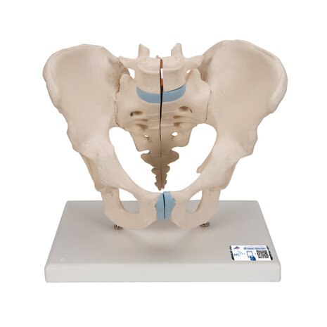 Anatomie model bekken man, 3-delig