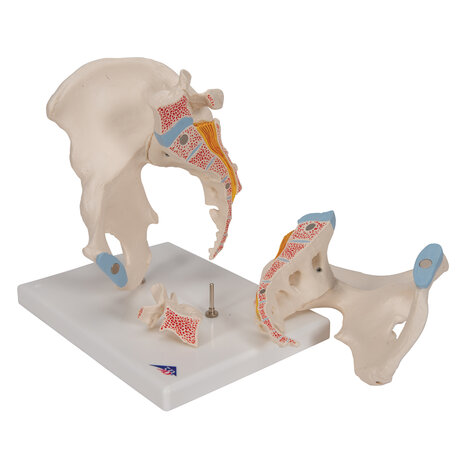 Anatomie model bekken man, 3-delig