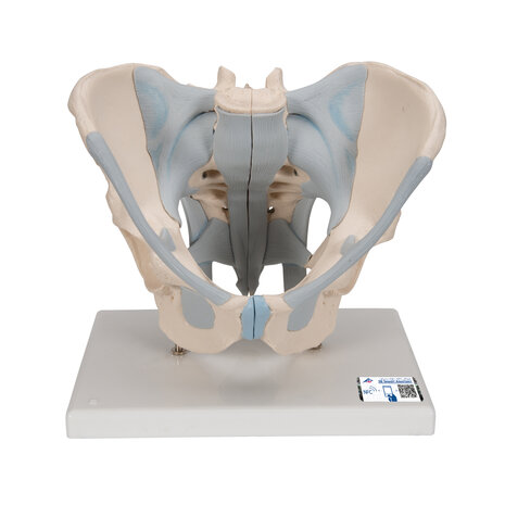 Anatomie model bekken man met ligamenten, 2-delig