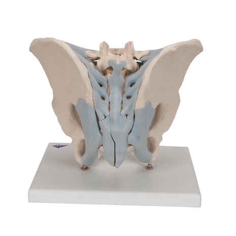 Anatomie model bekken man met ligamenten, 2-delig