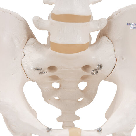 Anatomie model bekken en lumbale wervelkolom man