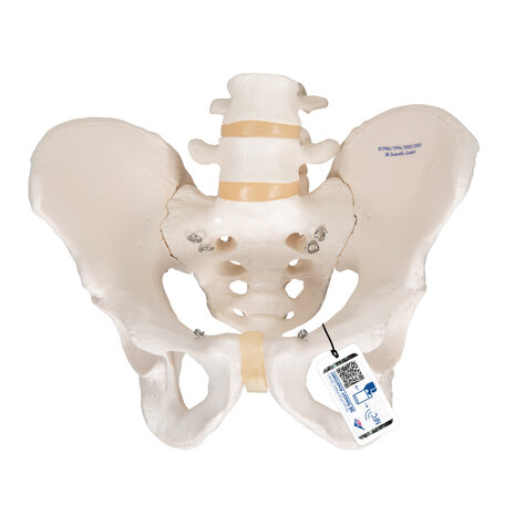 Anatomie model bekken en lumbale wervelkolom man