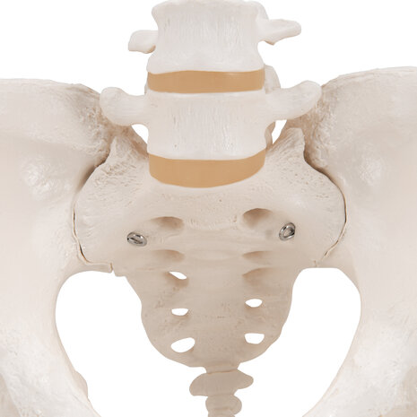 Anatomie model bekken en lumbale wervelkolom vrouw