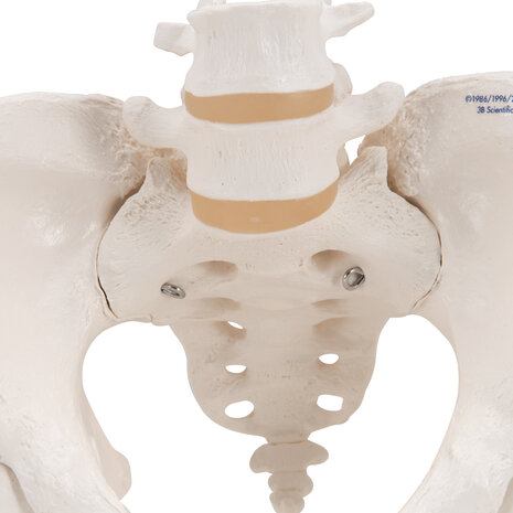 Anatomie model bekken en lumbale wervelkolom vrouw