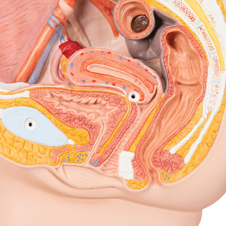 Anatomie model bekken vrouw, 2-delig