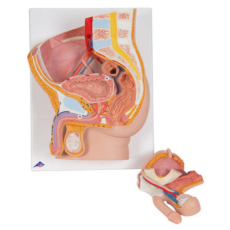 Anatomie model bekken man, 2-delig