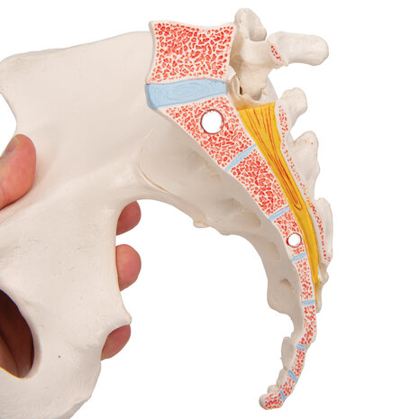 Anatomie model bekken vrouw, 3-delig