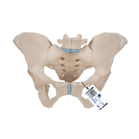 Anatomie model bekken vrouw, 3-delig