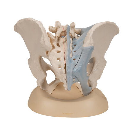 Anatomie model bekken vrouw met ligamenten, 3-delig