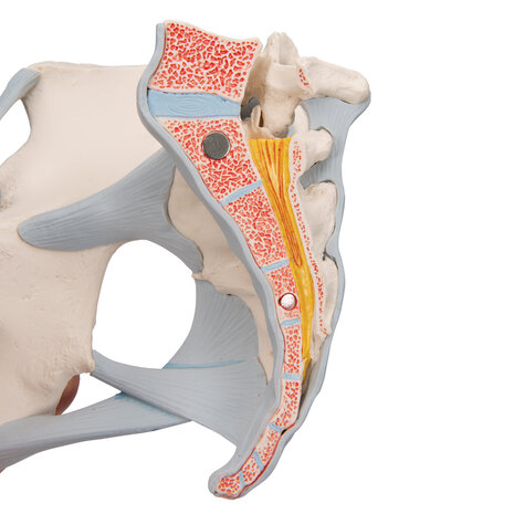 Anatomie model bekken vrouw met ligamenten, 3-delig