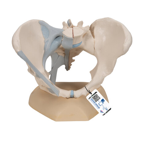 Anatomie model bekken vrouw met ligamenten, 3-delig