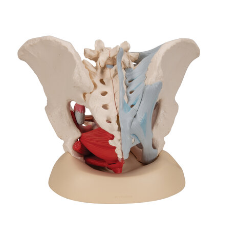 Anatomie model bekken vrouw met ligamenten, spieren en organen, 4-delig