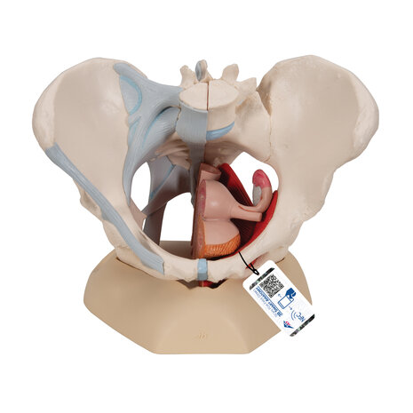 Anatomie model bekken vrouw met ligamenten, spieren en organen, 4-delig