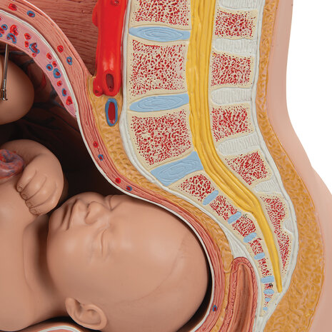 Anatomie model zwangerschap (40 weken)