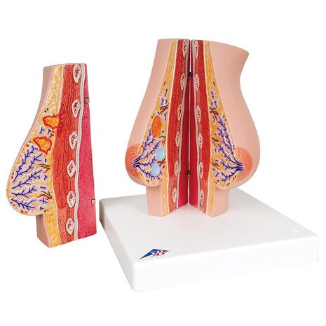 Anatomie model borst, 2 stuks