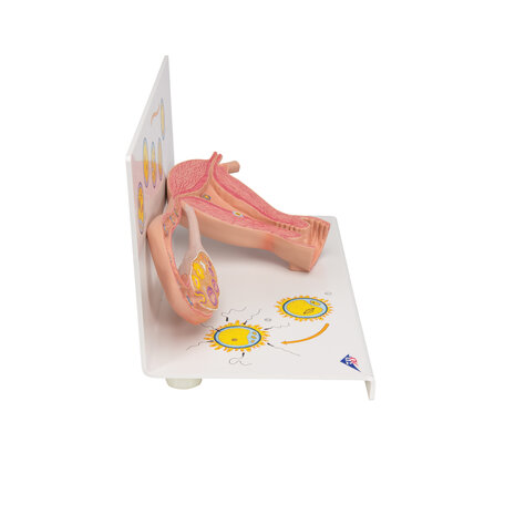 Anatomie model eierstokken en eileidersmodel met stadia van bevruchting