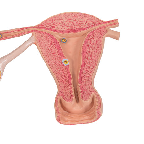 Anatomie model eierstokken en eileidersmodel met stadia van bevruchting