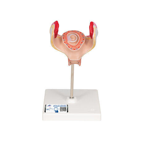 Anatomie model zwangerschap, 1e maand embryo