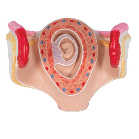 Anatomie model zwangerschap, 1e maand embryo