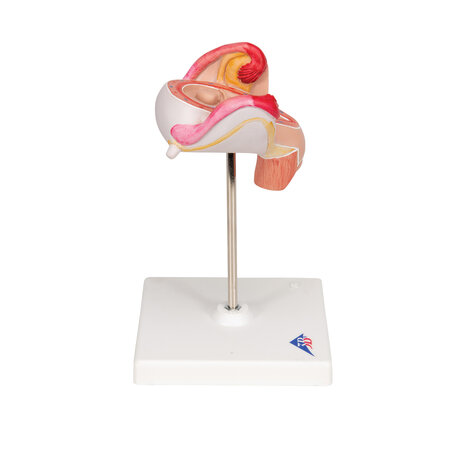 Anatomie model zwangerschap, 2e maand embryo