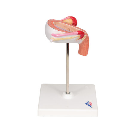 Anatomie model zwangerschap, 3e maand embryo