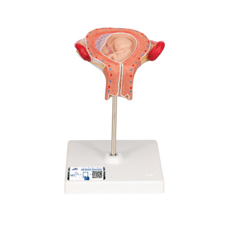 Anatomie model zwangerschap, 3e maand embryo