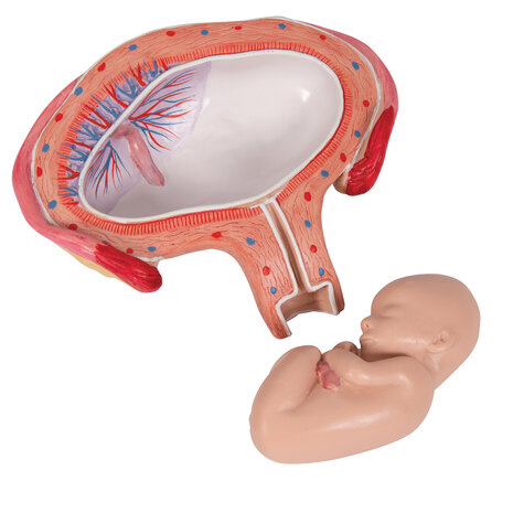 Anatomie model zwangerschap, 4e maand foetus (dwarsligging)