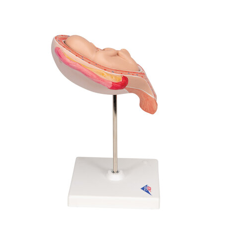 Anatomie model zwangerschap, 5e maand foetus (stuitligging)