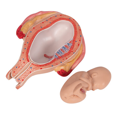 Anatomie model zwangerschap, 5e maand foetus (stuitligging)