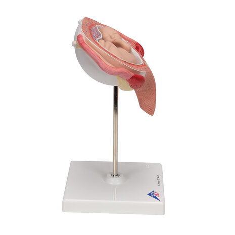 Anatomie model zwangerschap, 5e maand foetus (dwarsligging)