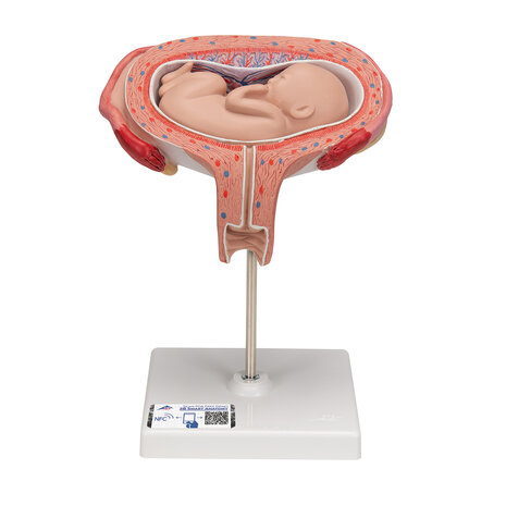 Anatomie model zwangerschap, 5e maand foetus (dwarsligging)