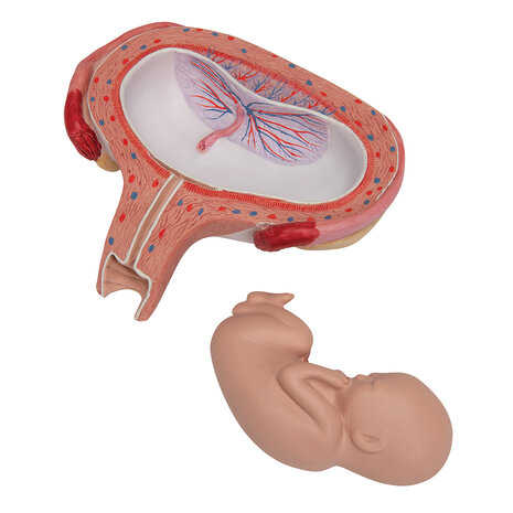 Anatomie model zwangerschap, 5e maand foetus (dwarsligging)