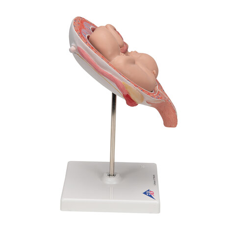 Anatomie model zwangerschap, tweelingfoetussen (normale positie)