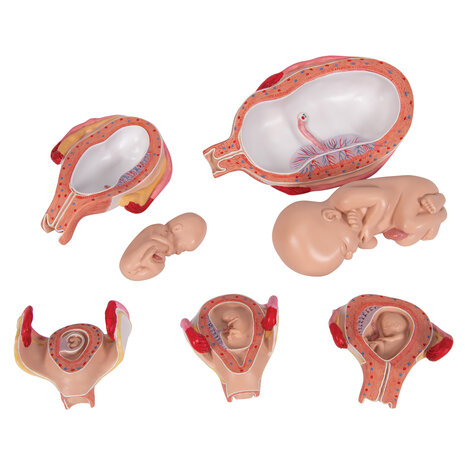 Anatomie model zwangerschap (serie van 5 modellen)