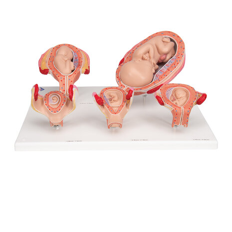 Anatomie model zwangerschap (serie van 5 modellen)