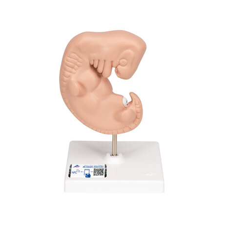 Anatomie model zwangerschap, embryo 4 weken