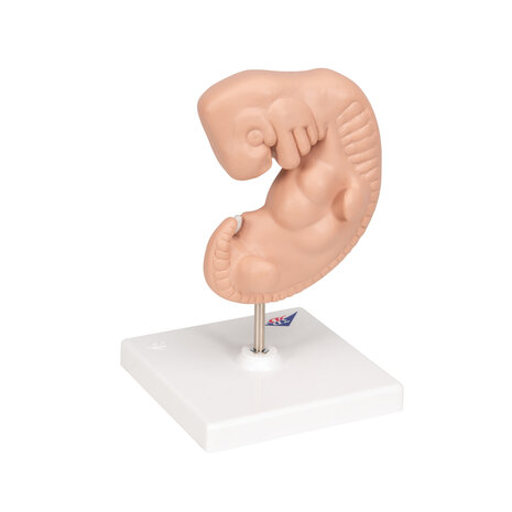 Anatomie model zwangerschap, embryo 4 weken