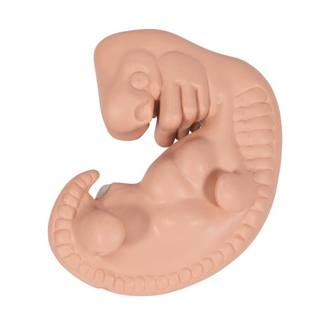 Anatomie model zwangerschap, embryo 4 weken